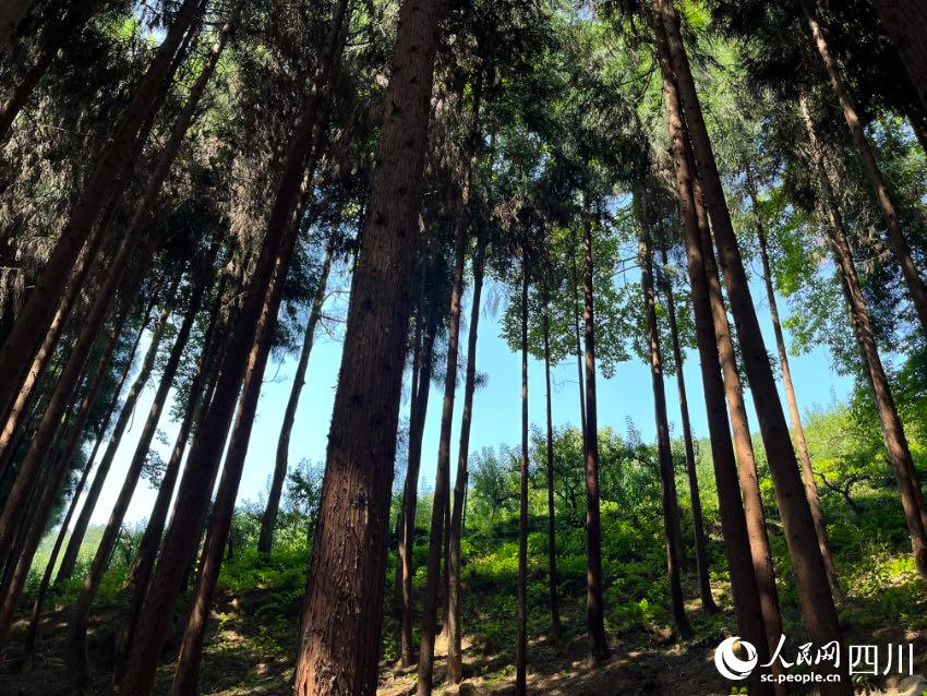 石椅村人工種植的柳杉林。人民網(wǎng)記者 朱虹攝