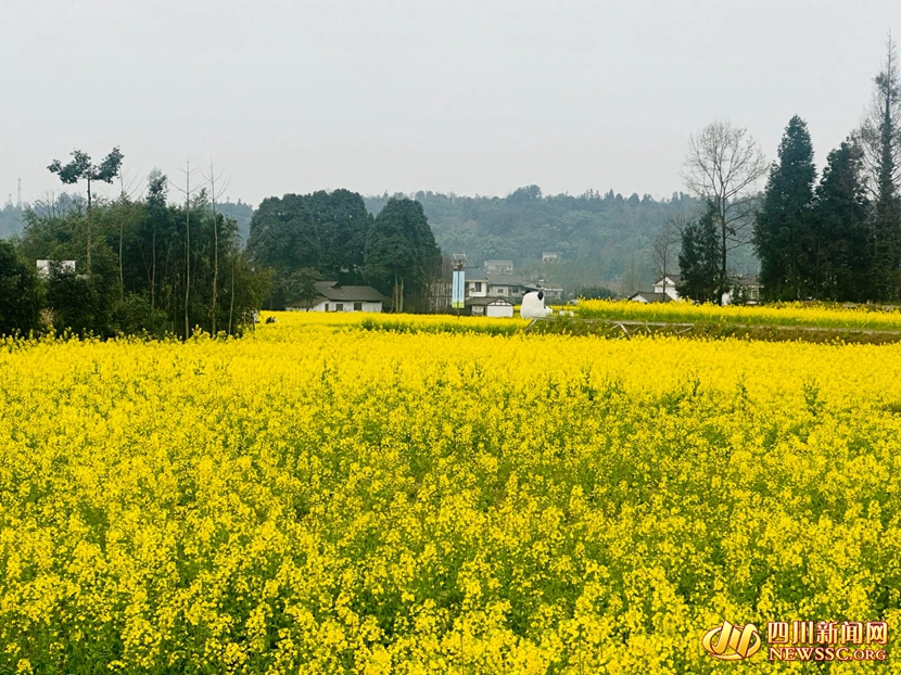 洪雅油菜花盛開.jpg