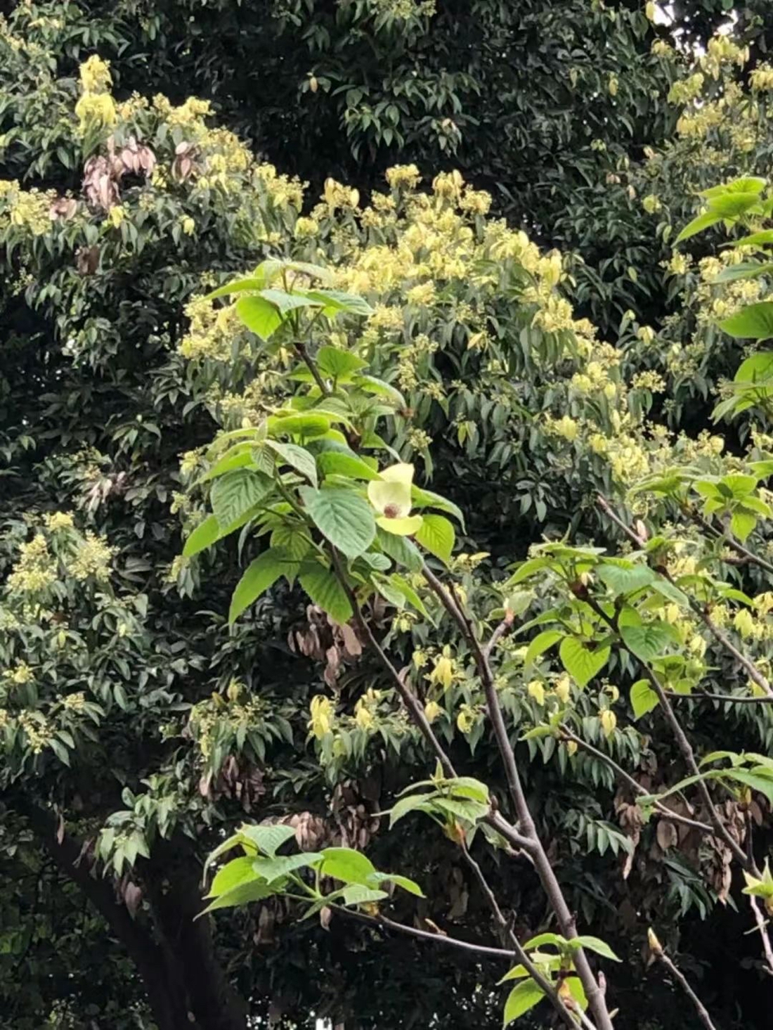 活水公園里的珙桐樹.jpg