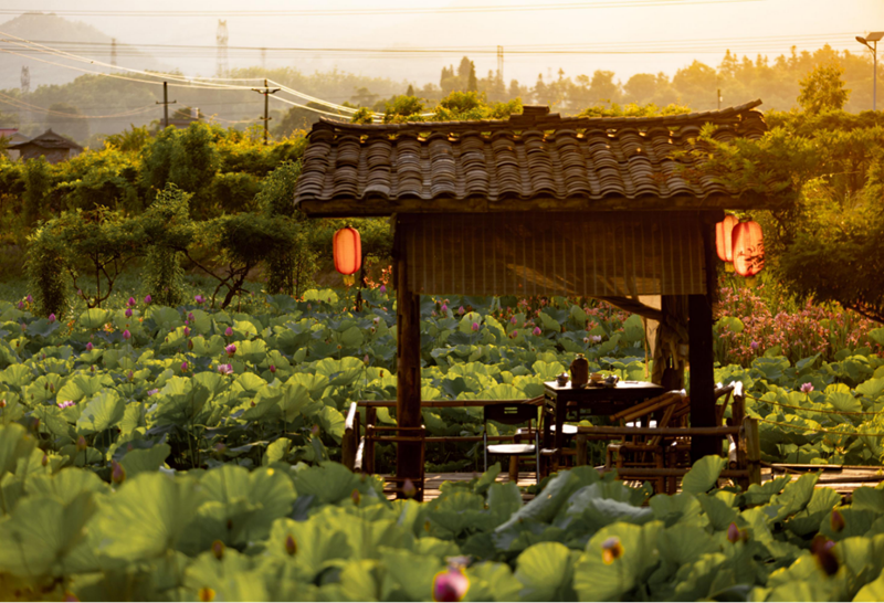 組圖｜樂山峨眉：荷香四溢 美在當“夏”140.png
