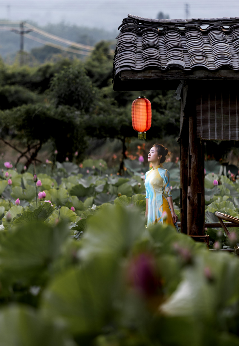 組圖｜樂山峨眉：荷香四溢 美在當“夏”141.png